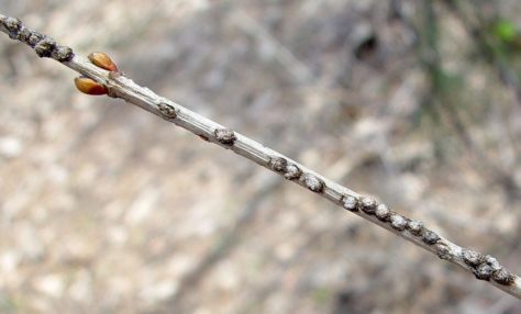 Viburnum Leaf Beetle, egg masses on twig
