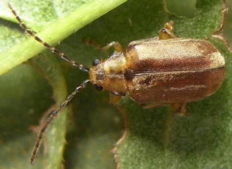 Adult Viburnum Leaf Beetle