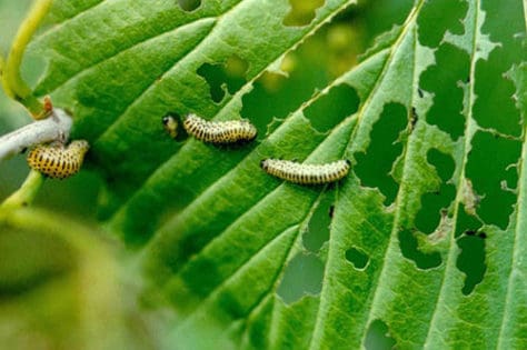 Viburnum Leaf Beetle Larvae
