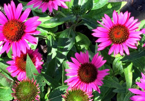 echinacea fatal attraction