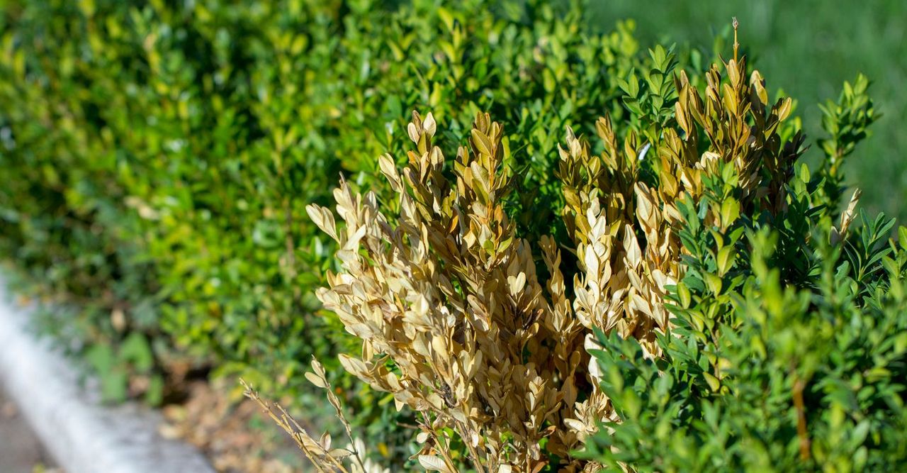 Watch for Boxwood Blight this Spring!