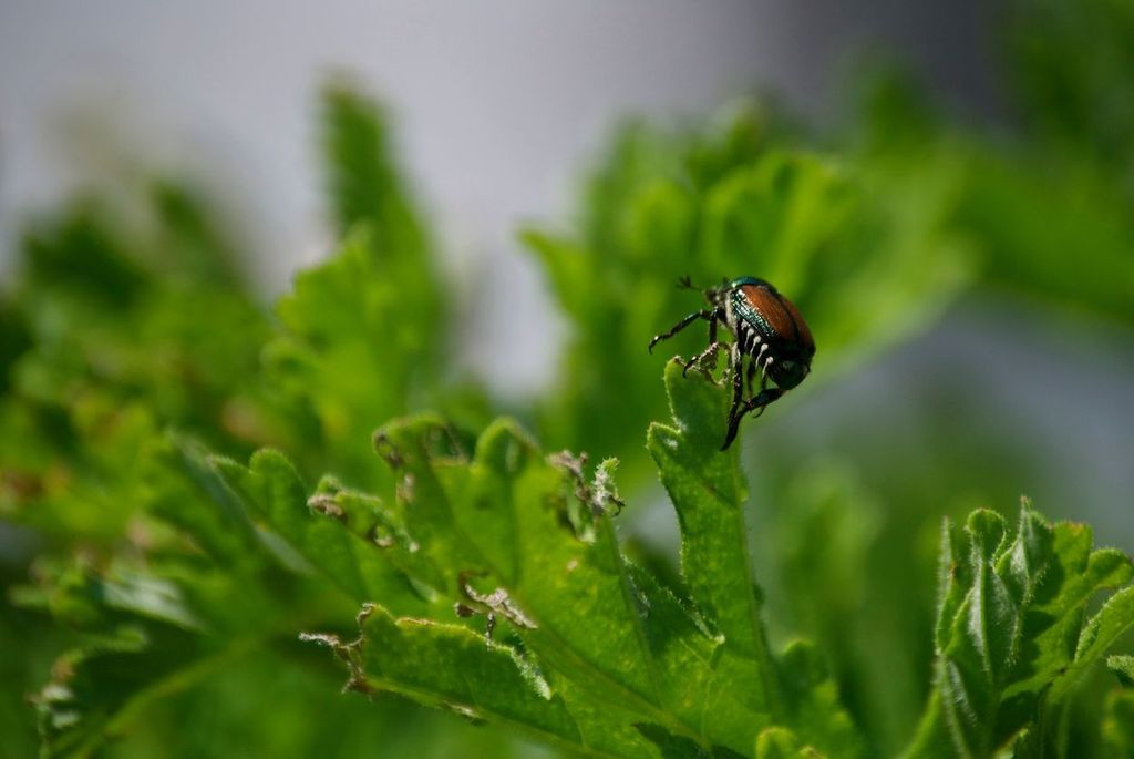 Protect Your Landscape from Insect Pests