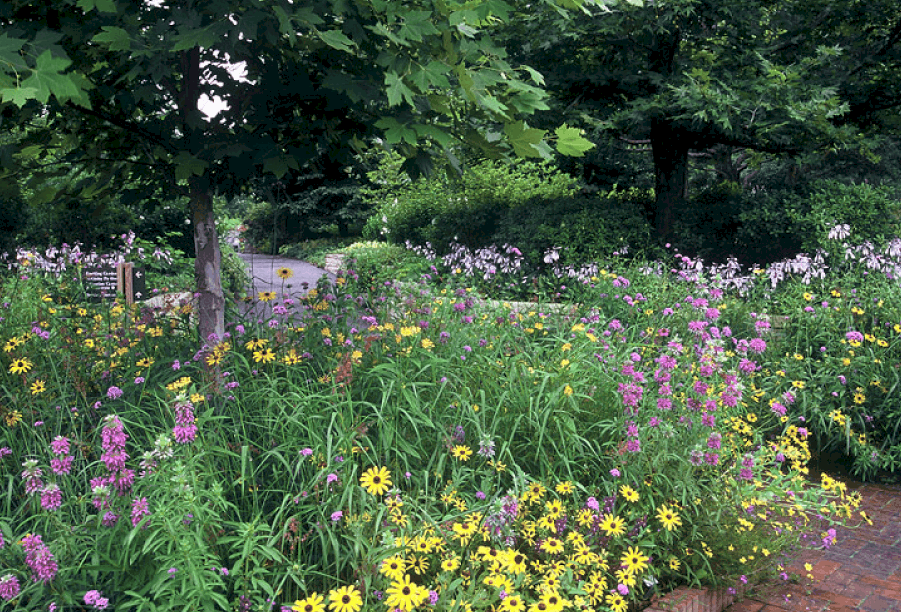 Native Plants at the Chicago Botanic Garden
