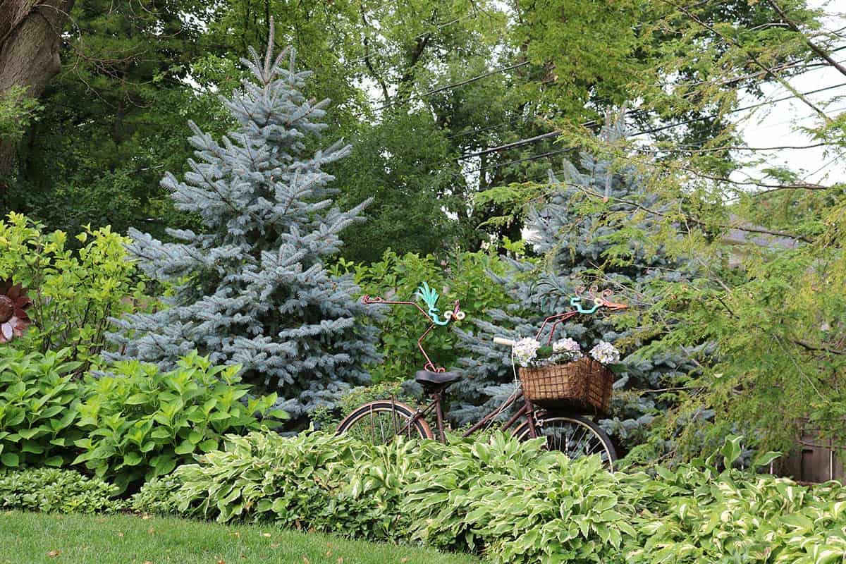 Bicycle Garden Art | Blue Spruce Backdrop | Park Ridge IL Garden