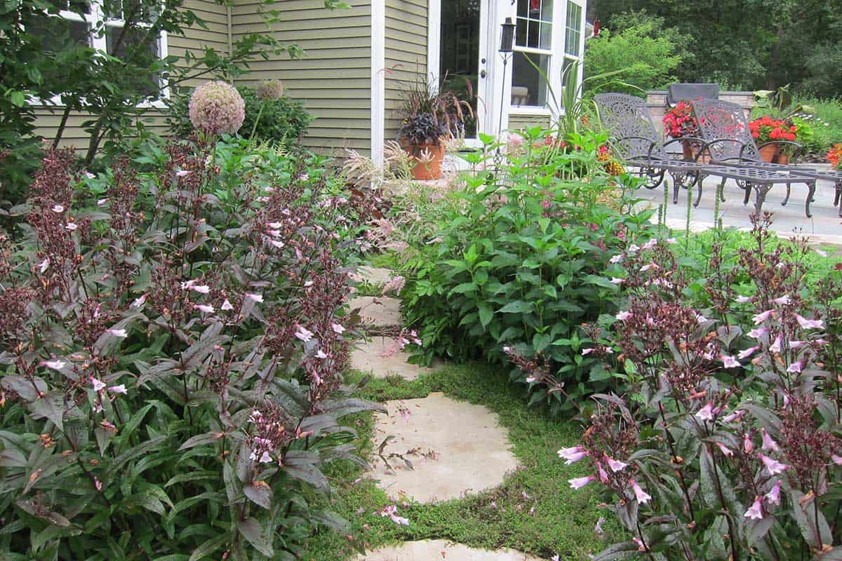 flagstone stepper walkway with penstemon on both sides