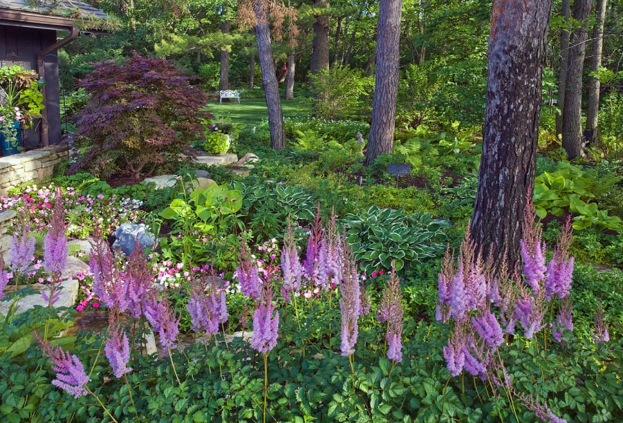 woodland shade garden with astilbe and hosta