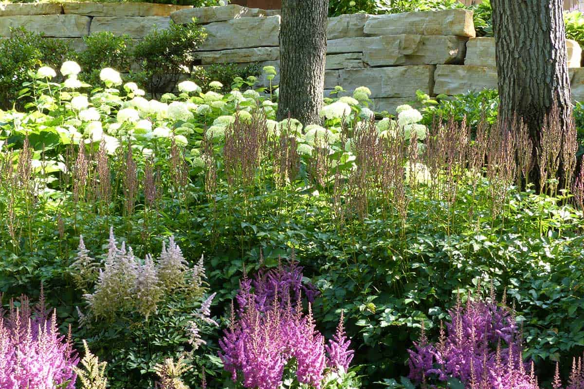 pink astilbe and white annabelle hydrangea