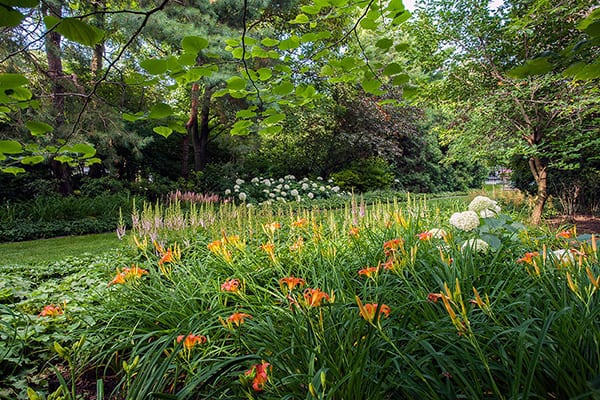 Perennial bed with daylilies, hydrangea, and astilbe in Winnetka, Illnois