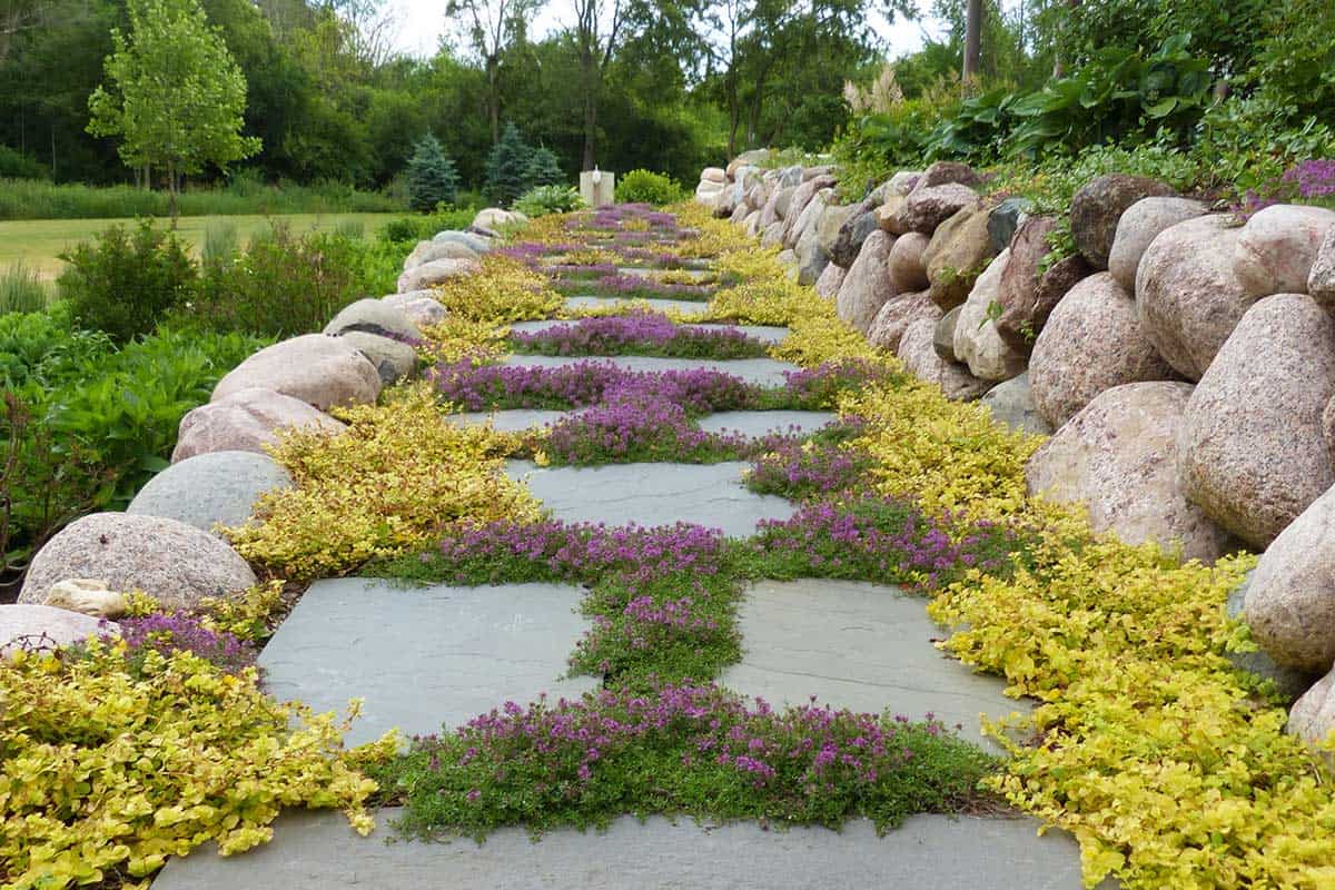 yellow-creeping-jenny-purple-thyme-boulder-retaining-wall