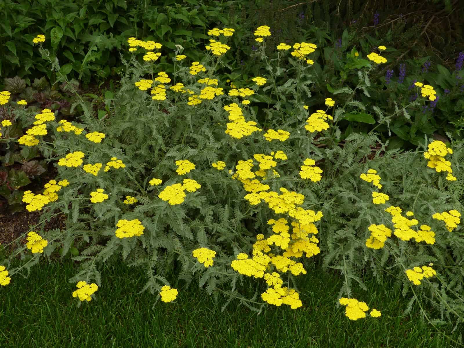 Achillea 'Moonshine' Habit