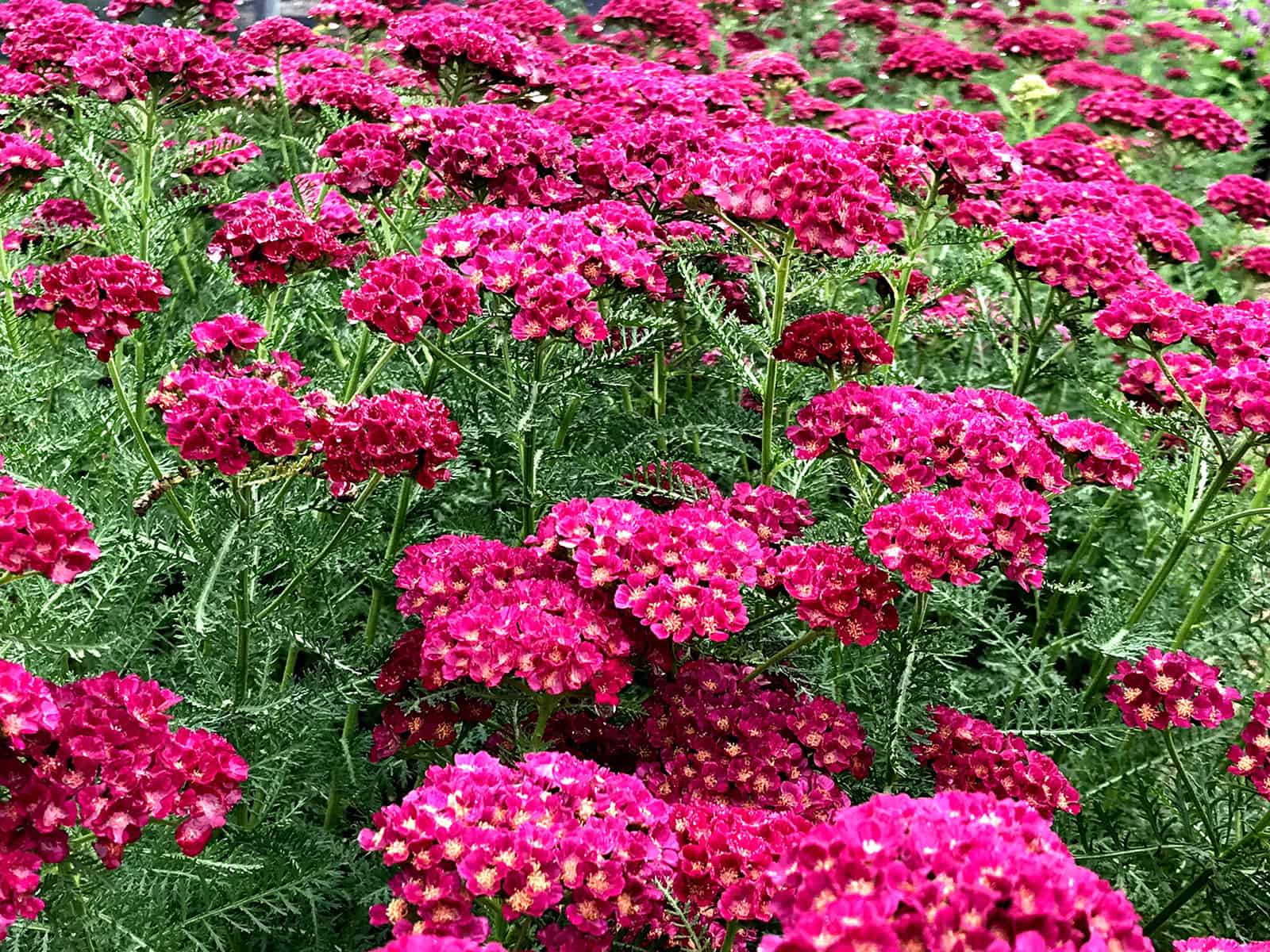 achillea-pomegranate-habit