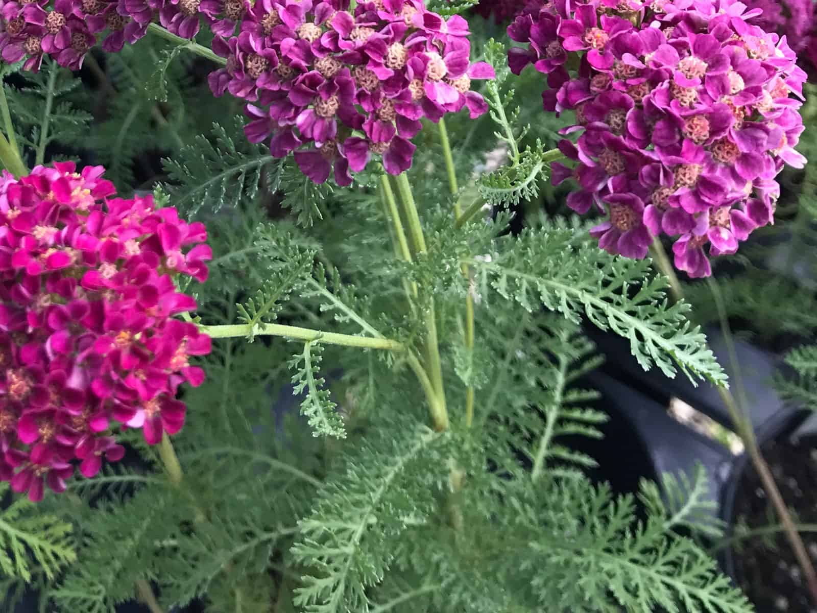 achillea-pomegranate-leaf-detail