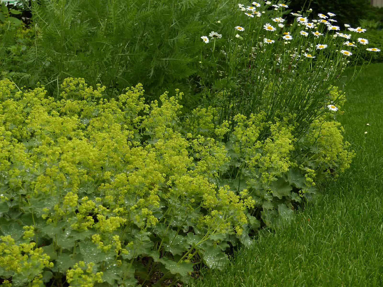 alchemilla-mollis-habit