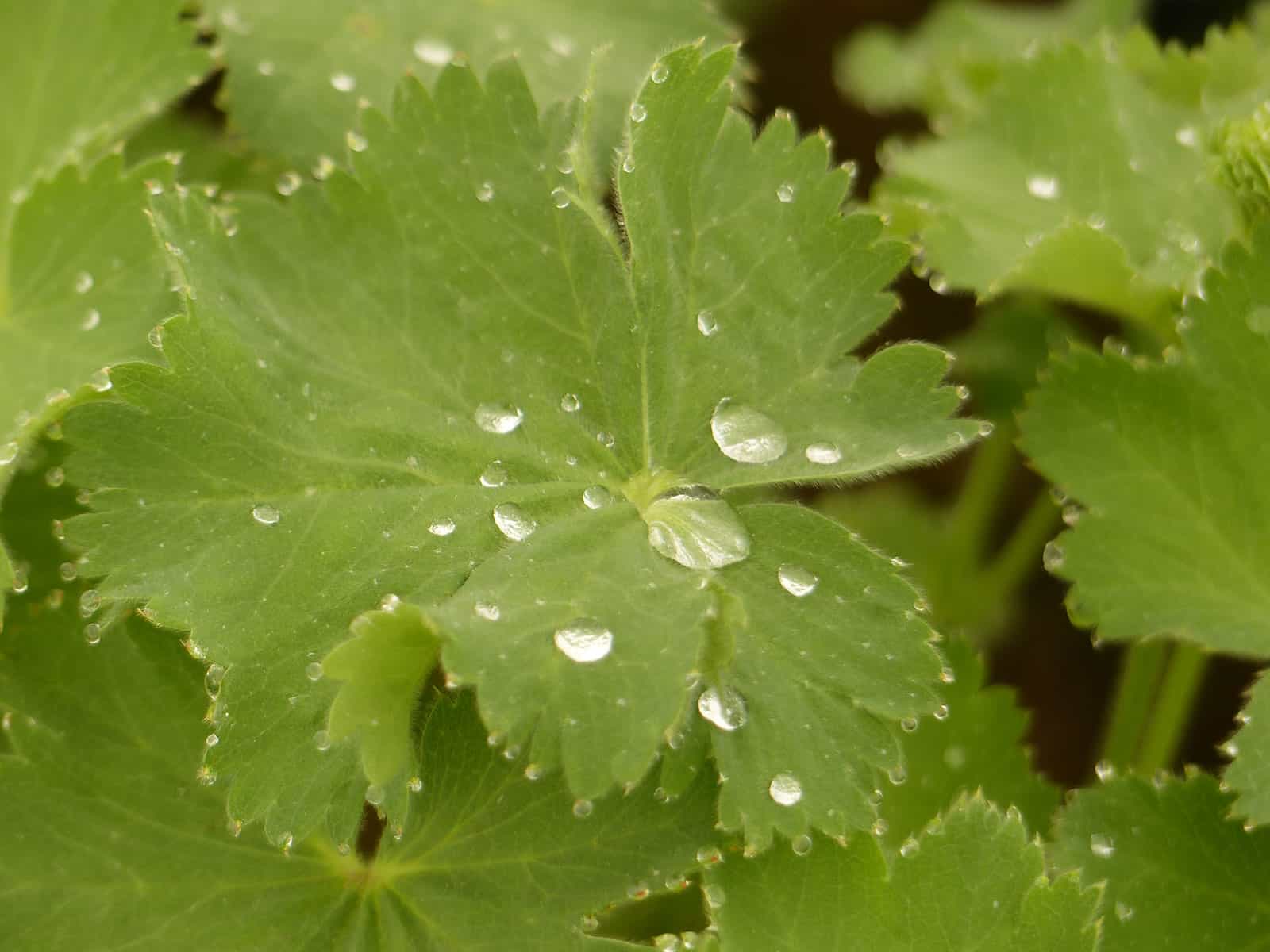 alchemilla-mollis-leaf-detail