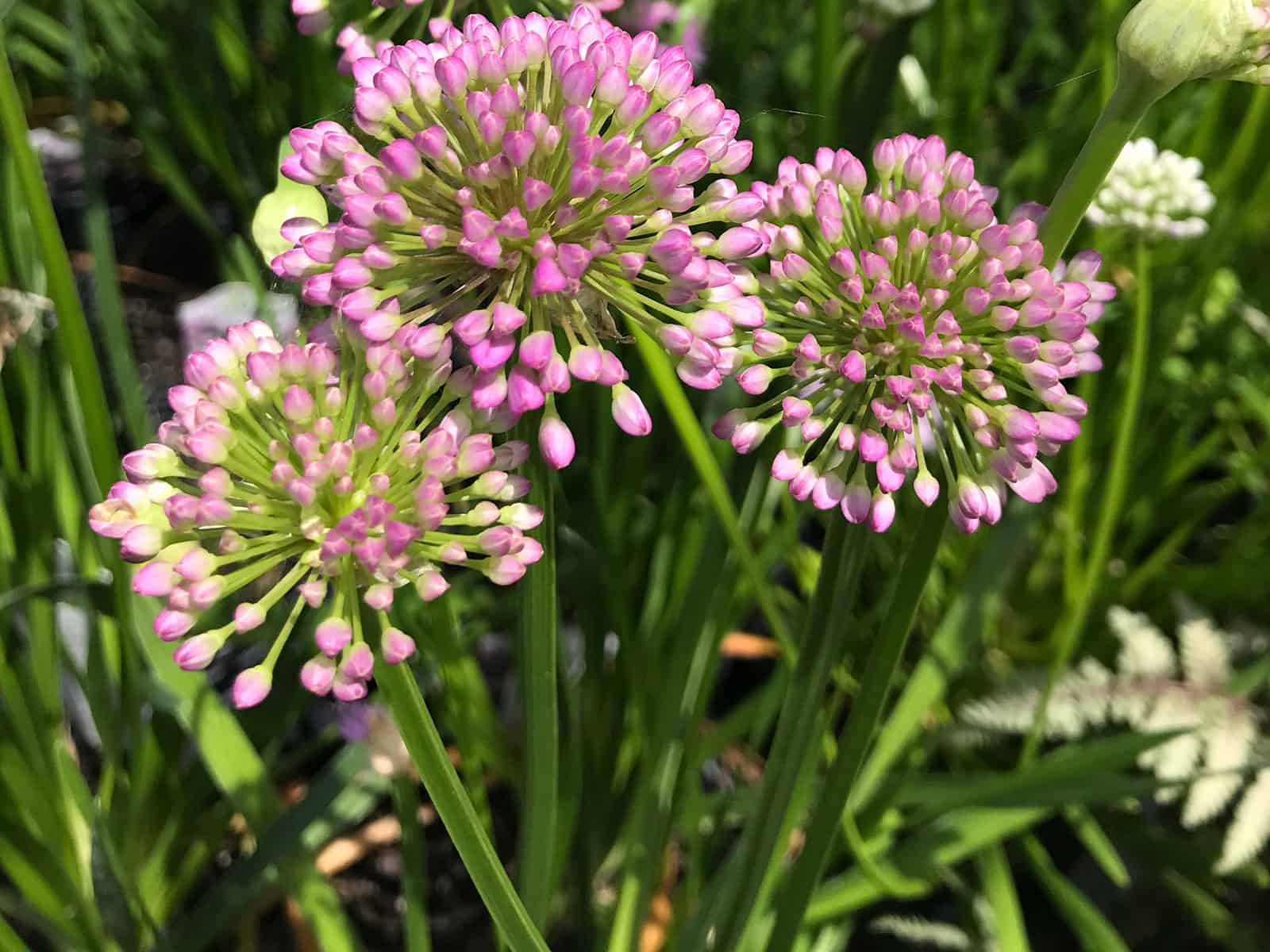 allium-summer-beauty-habit