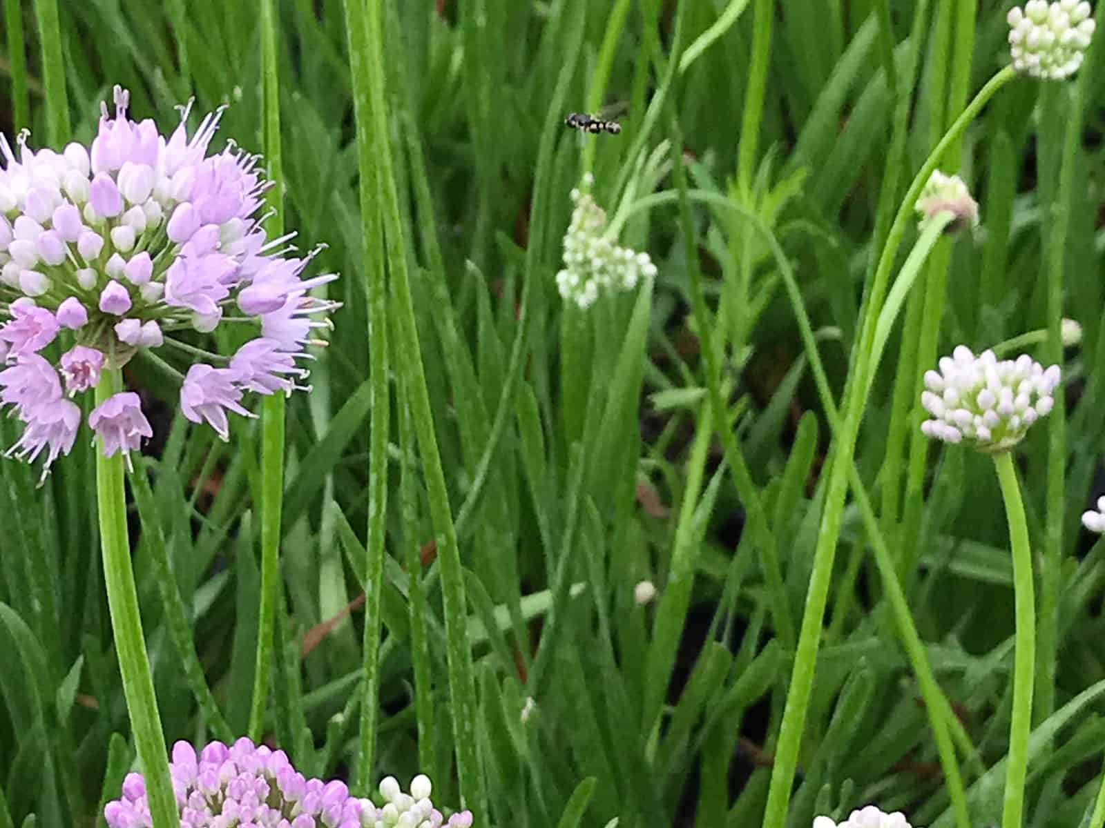 allium-summer-beauty-leaf-detail