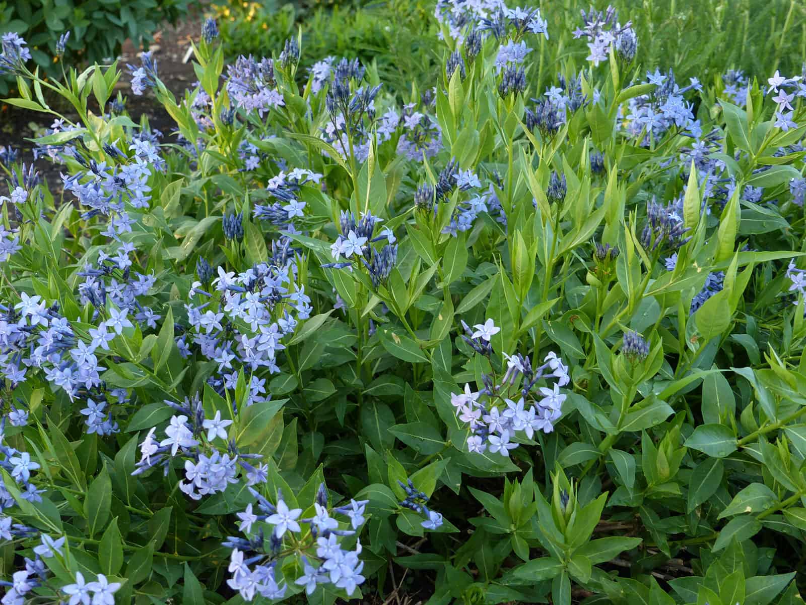 amsonia-blue-ice-habit