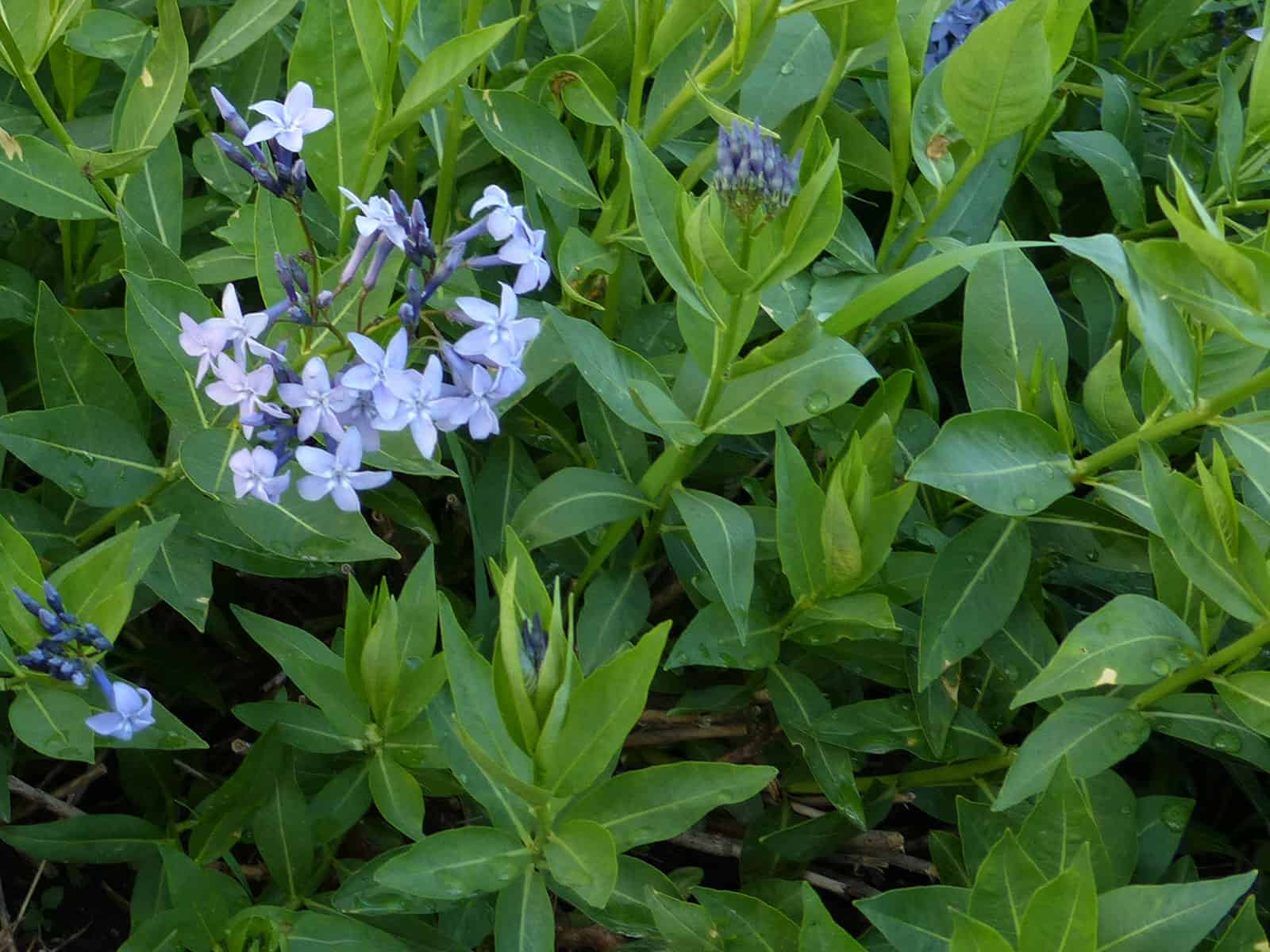 amsonia-blue-ice-leaf-detail