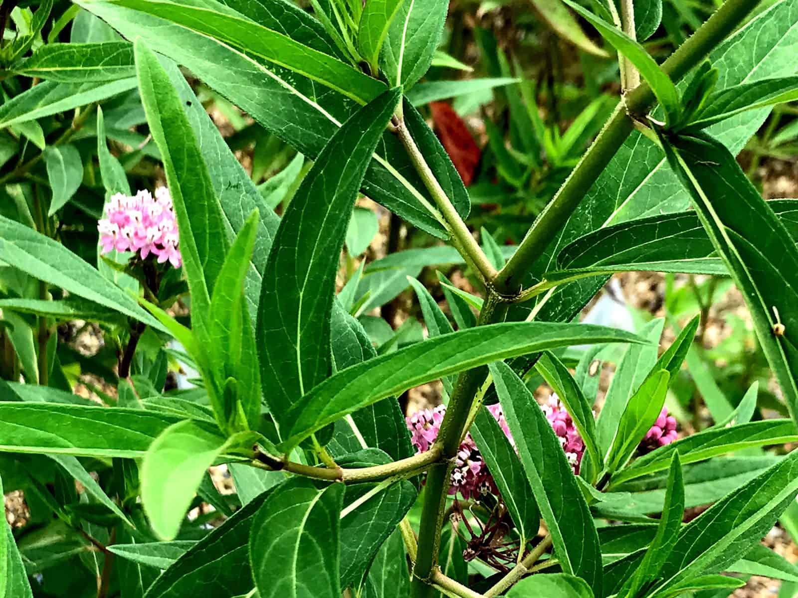 asclepias-cinderella-leaf-detail