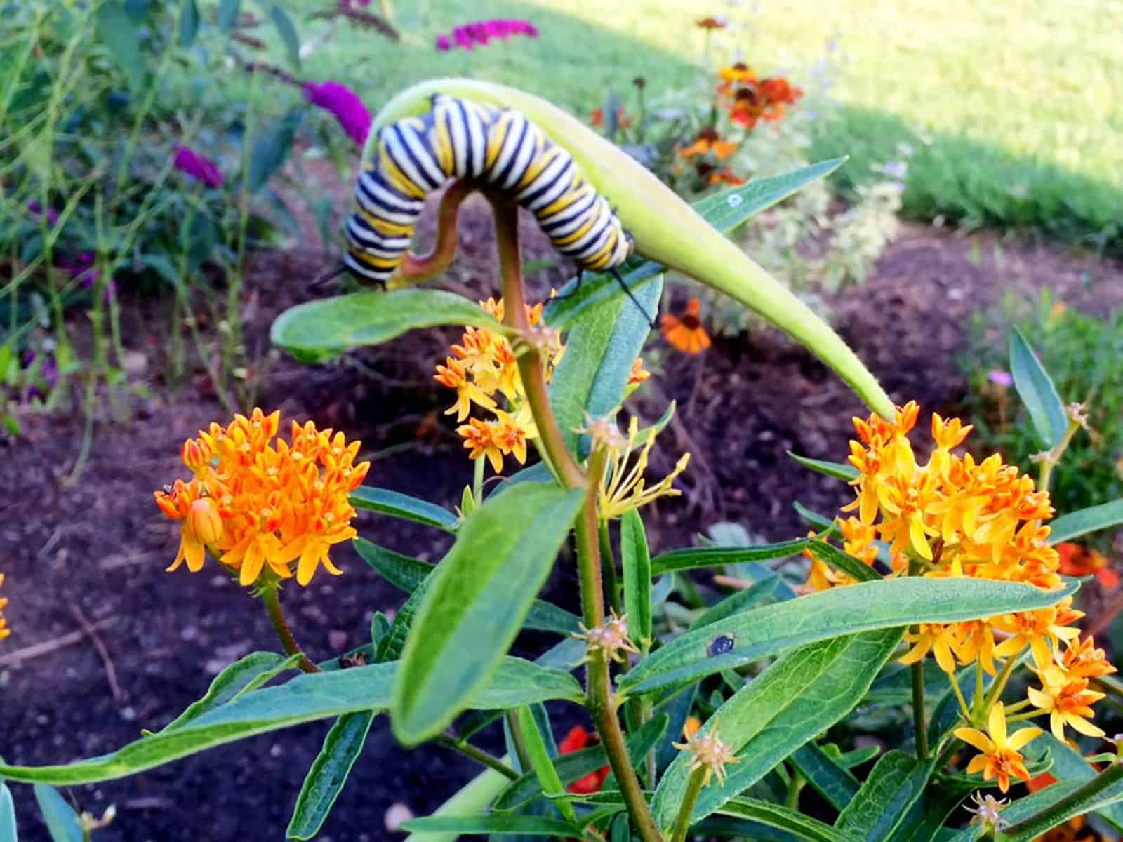 asclepias-tuberosa-habit