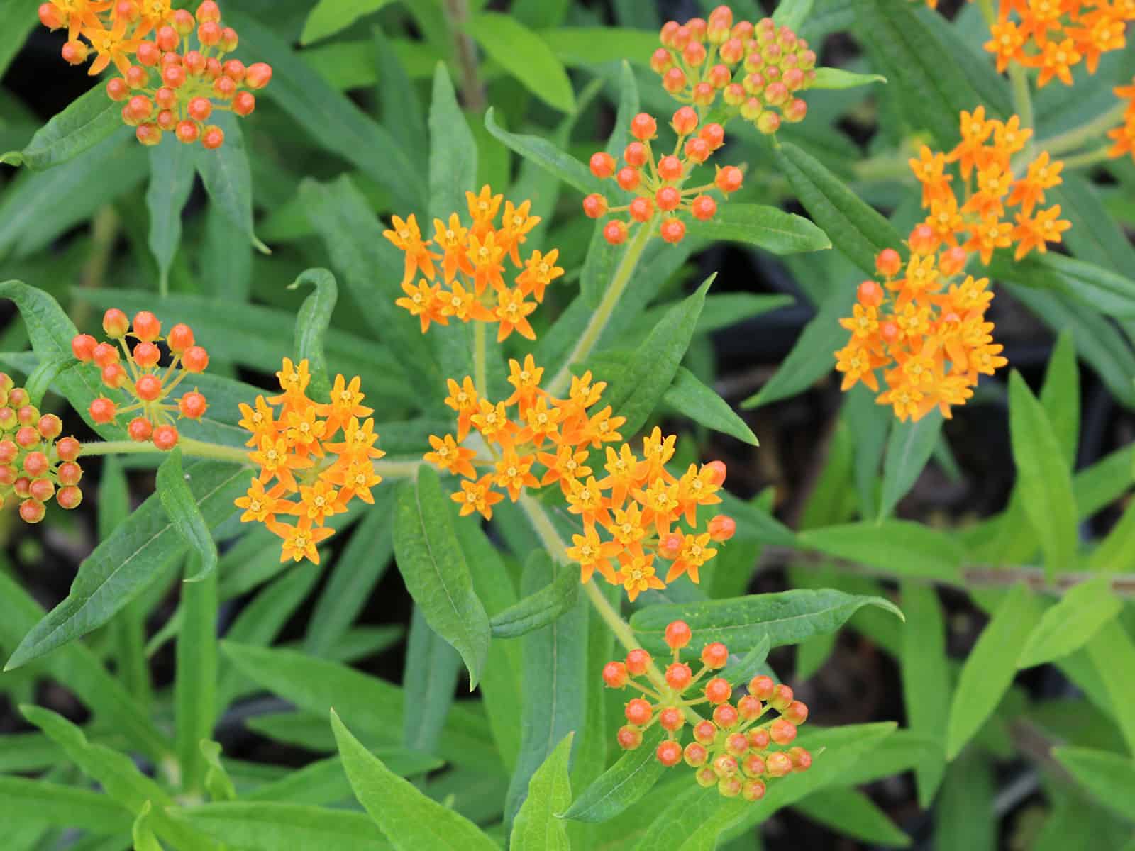 asclepias-tuberosa-leaf-detail