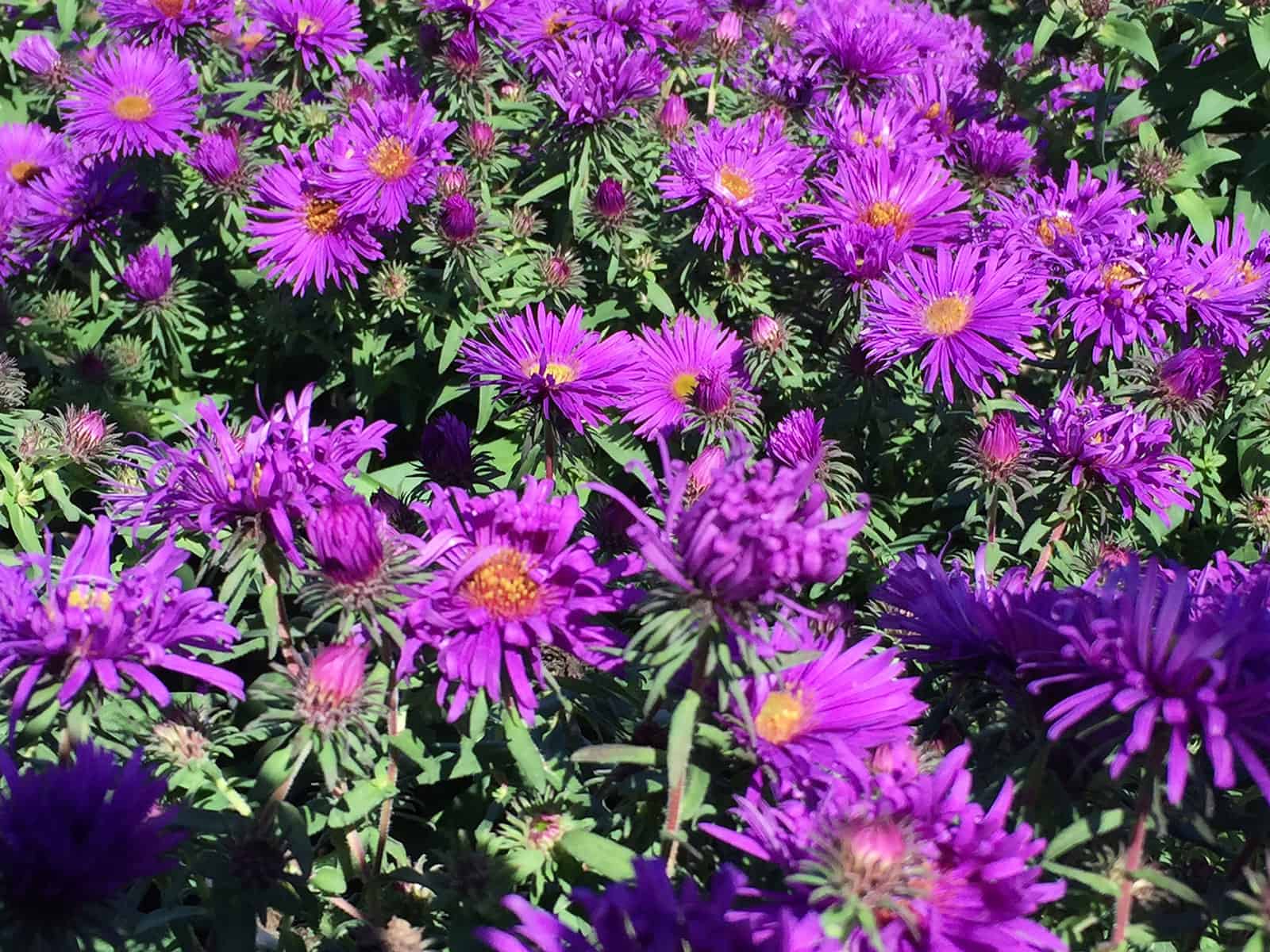 aster-purple-dome-flower-detail