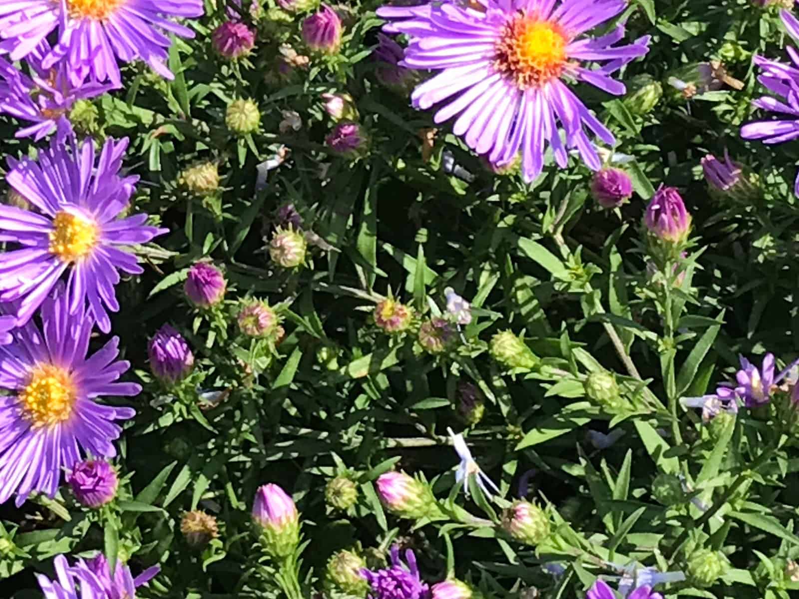 aster-purple-dome-leaf-detail