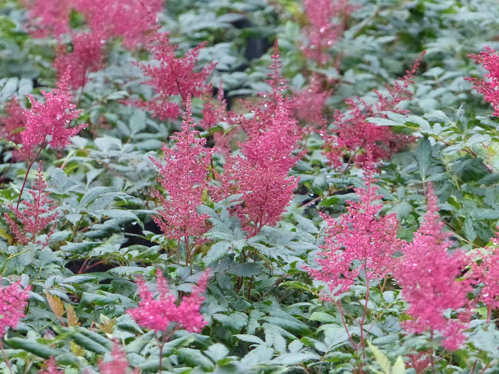 astilbe-montgomery-habit