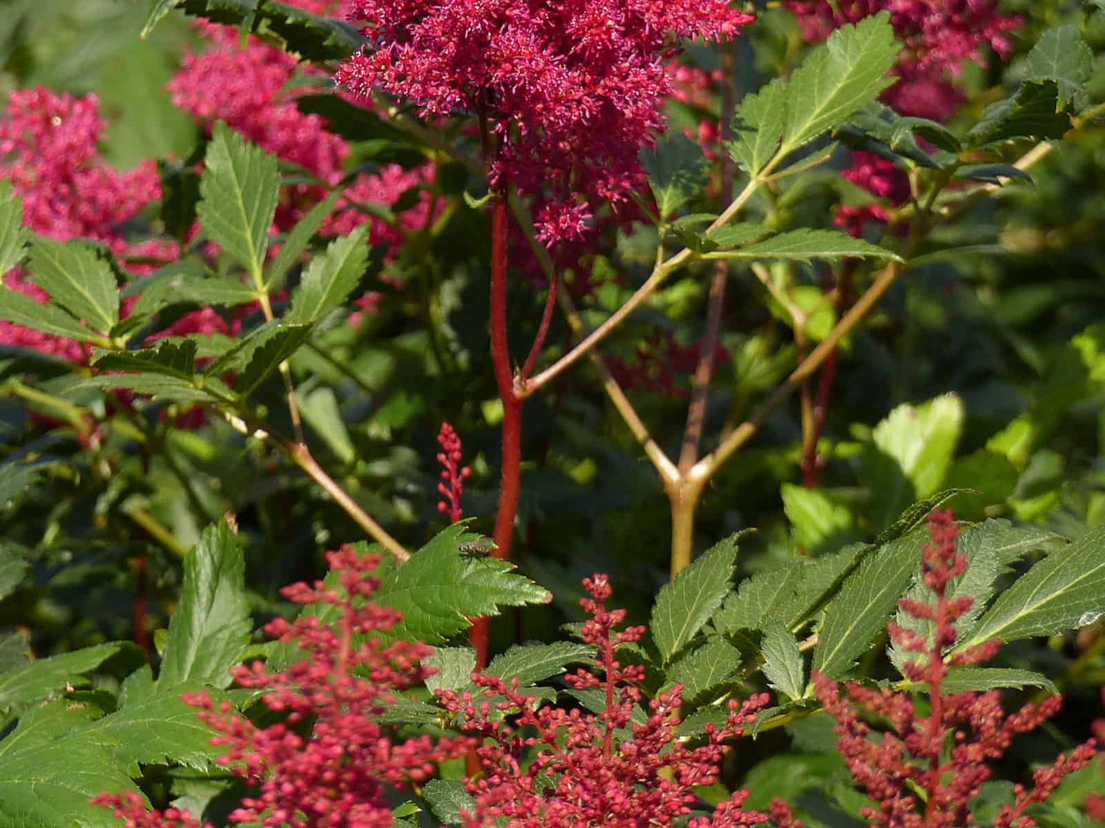 astilbe-montgomery-leaf-detail