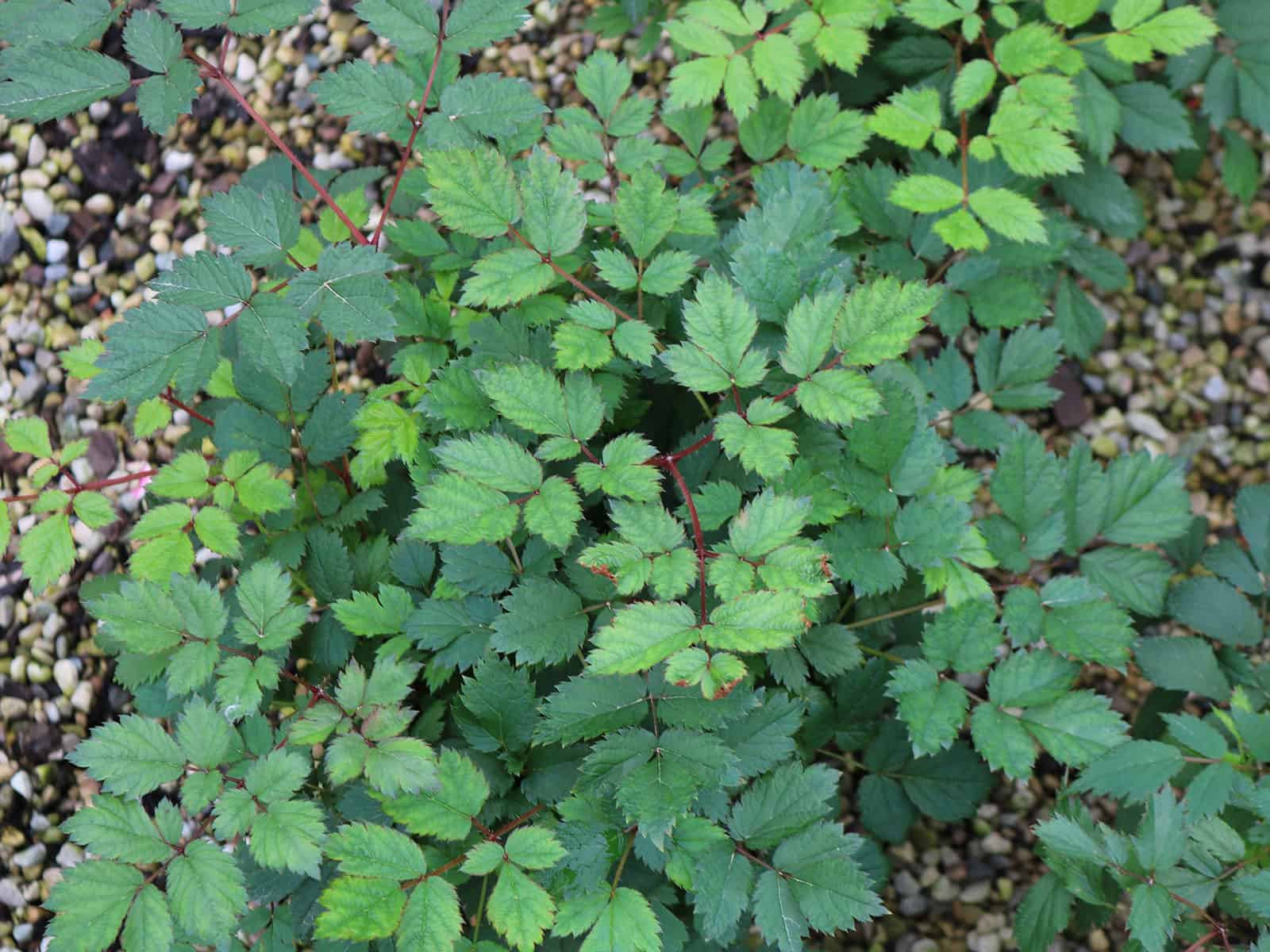 astilbe-pumila-leaf-detail