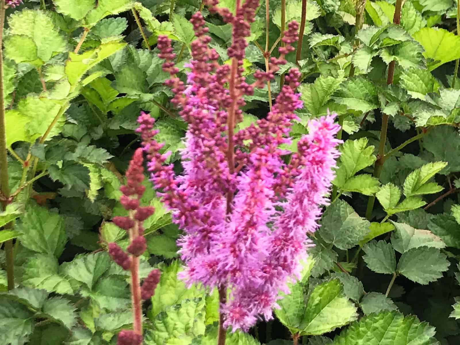 astilbe-purpurkerze-flower-detail