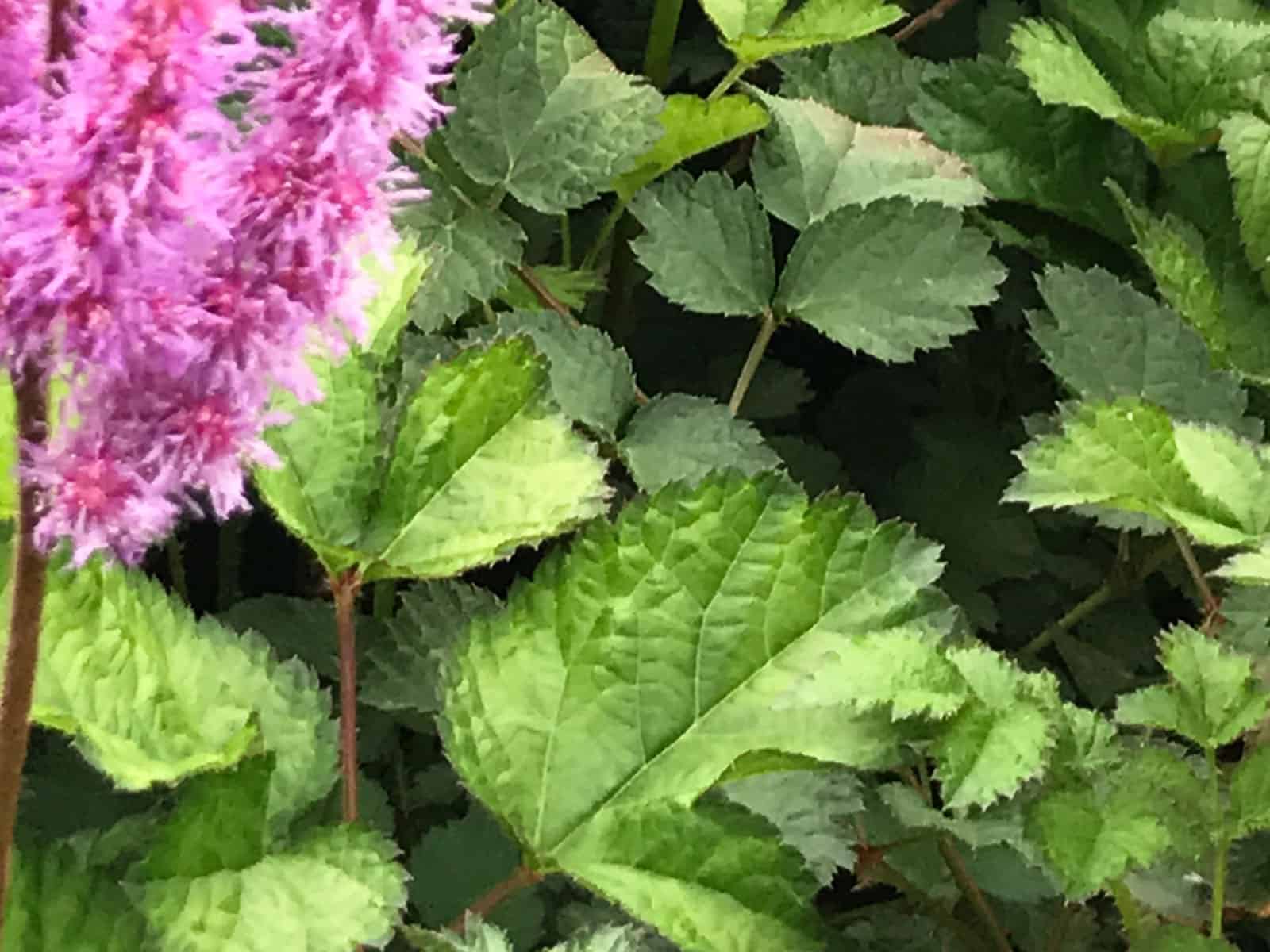 astilbe-purpurkerze-leaf-detail