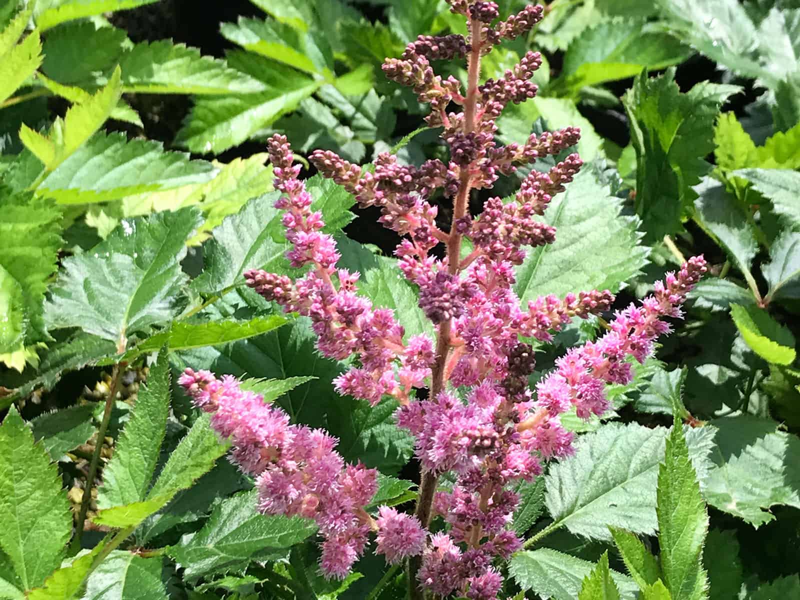 astilbe-visions-in-pink-flower-detail