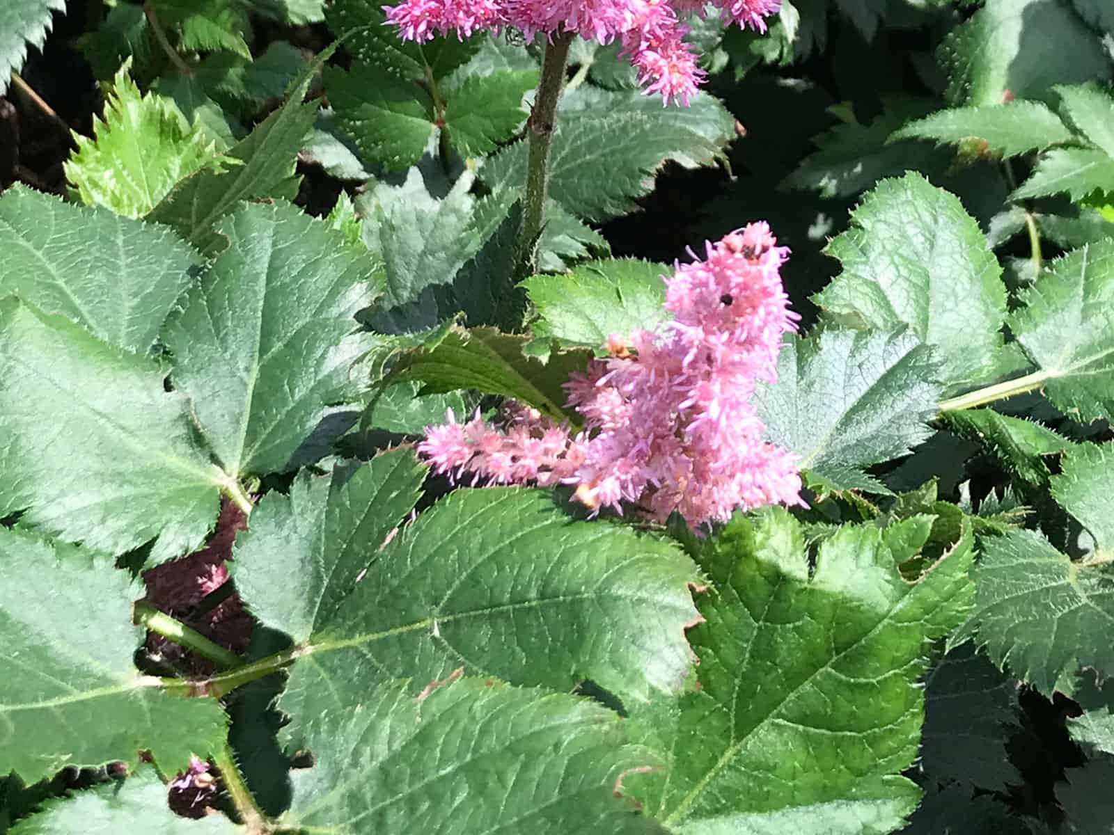 astilbe-visions-in-pink-leaf-detail