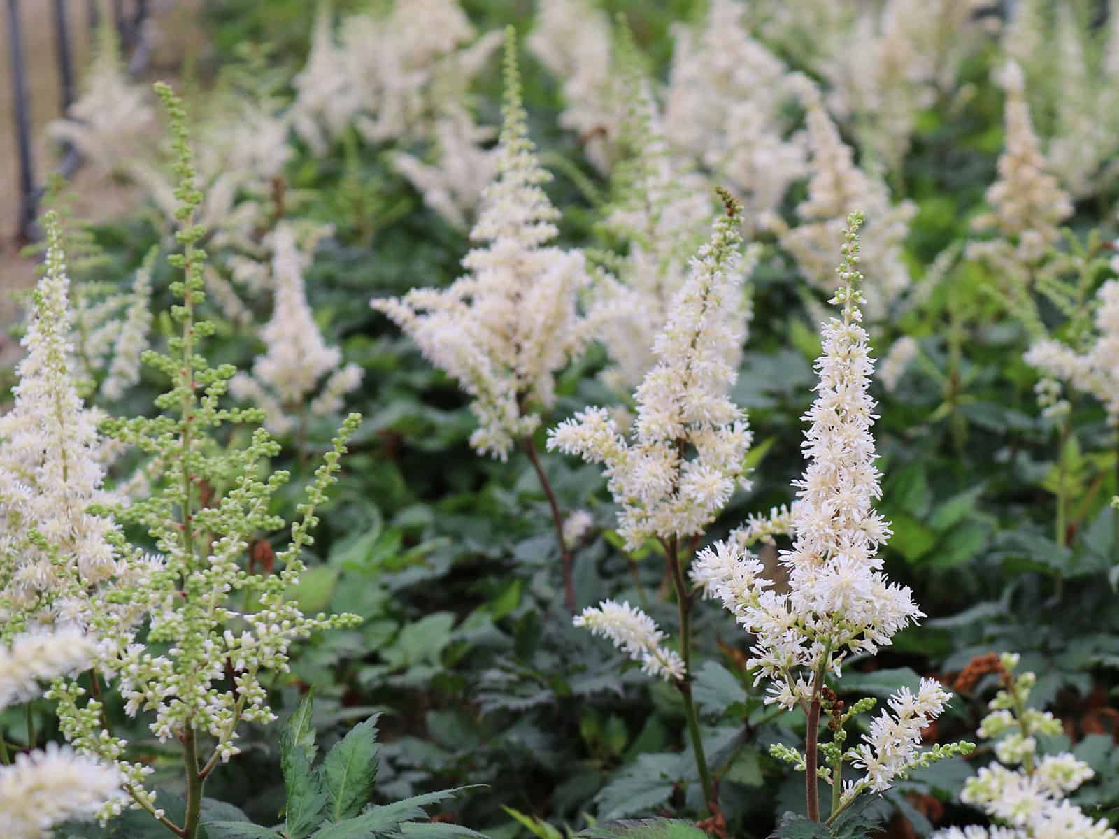 astilbe-visions-in-white-flower-detail