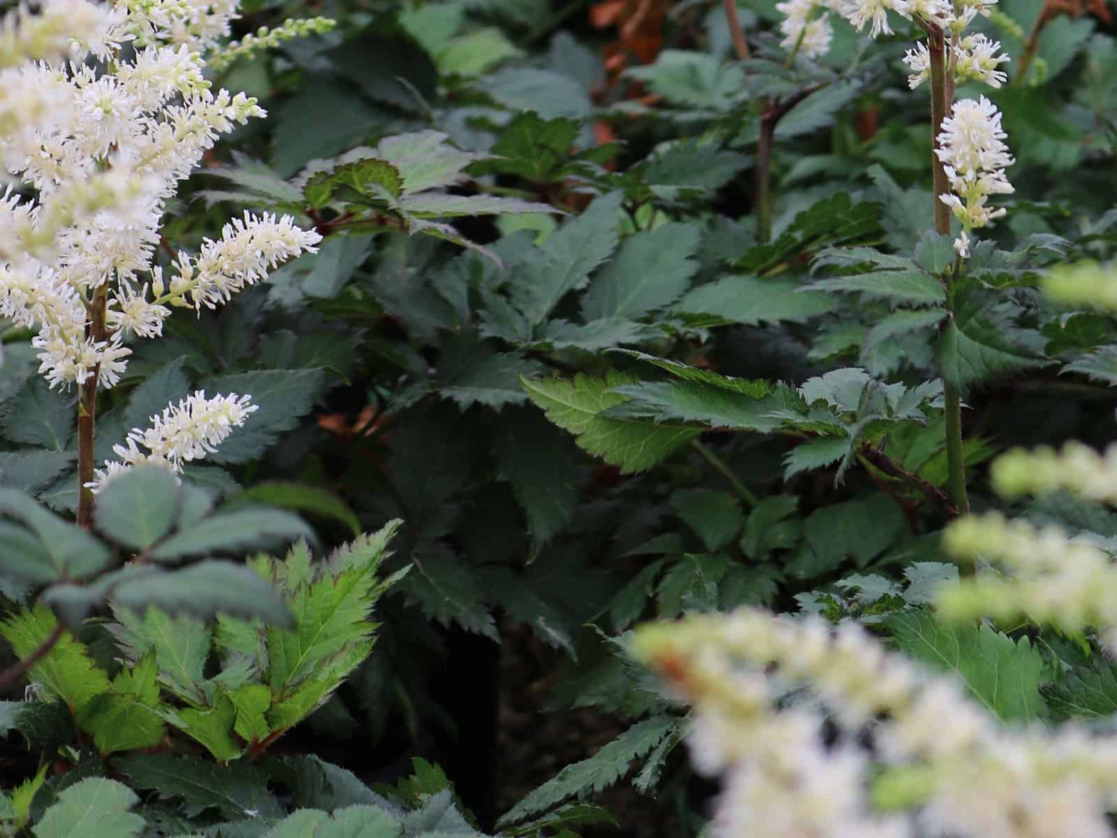 astilbe-visions-in-white-leaf-detail