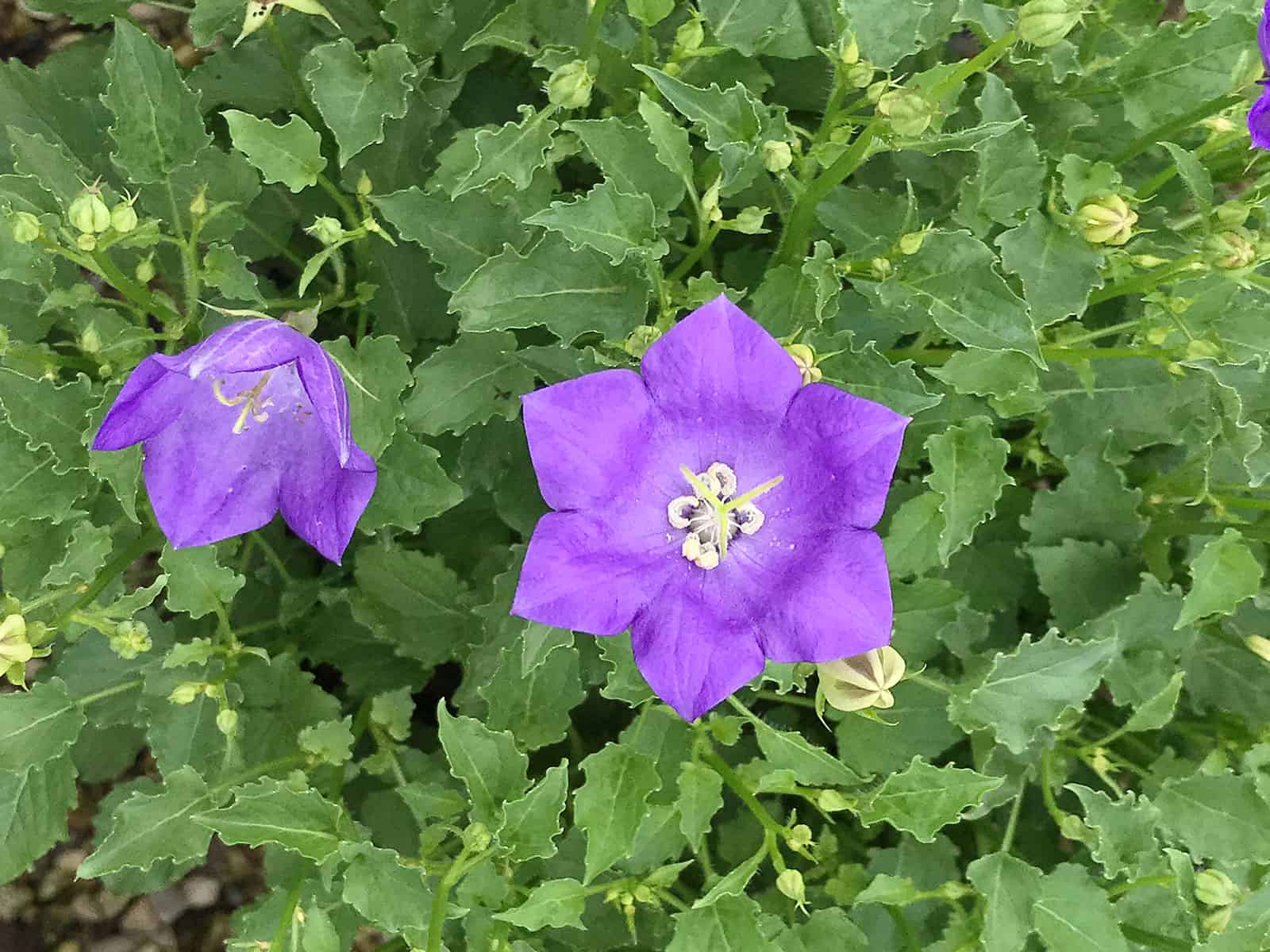 campanula-blue-clips-flower-detail