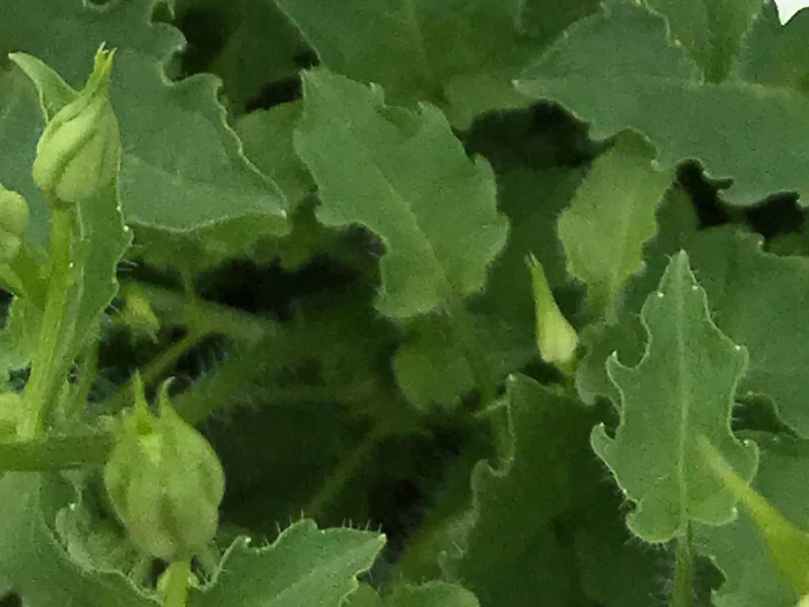 campanula-white-clips-leaf-detail