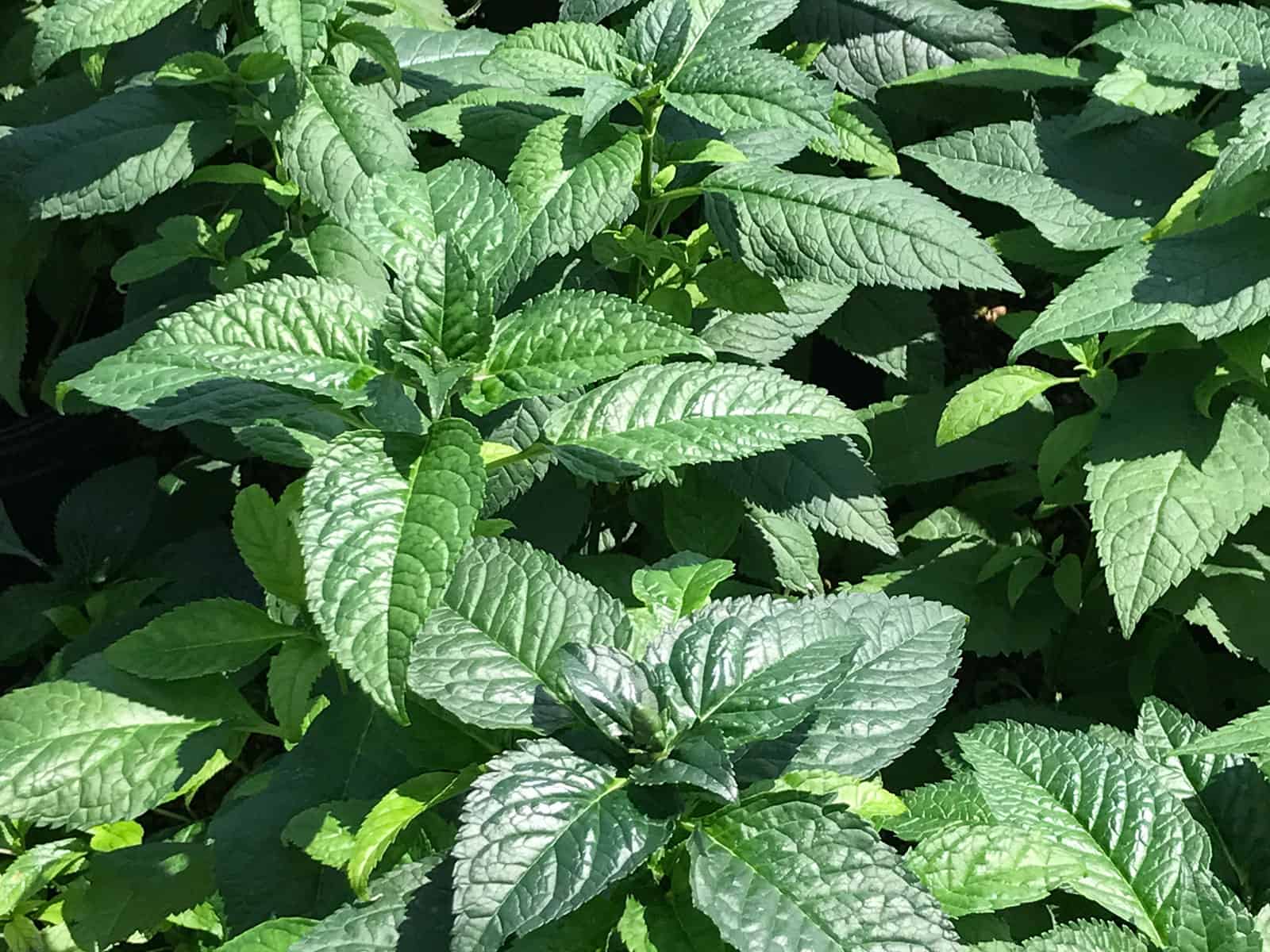 chelone-hot-lips-leaf-detail