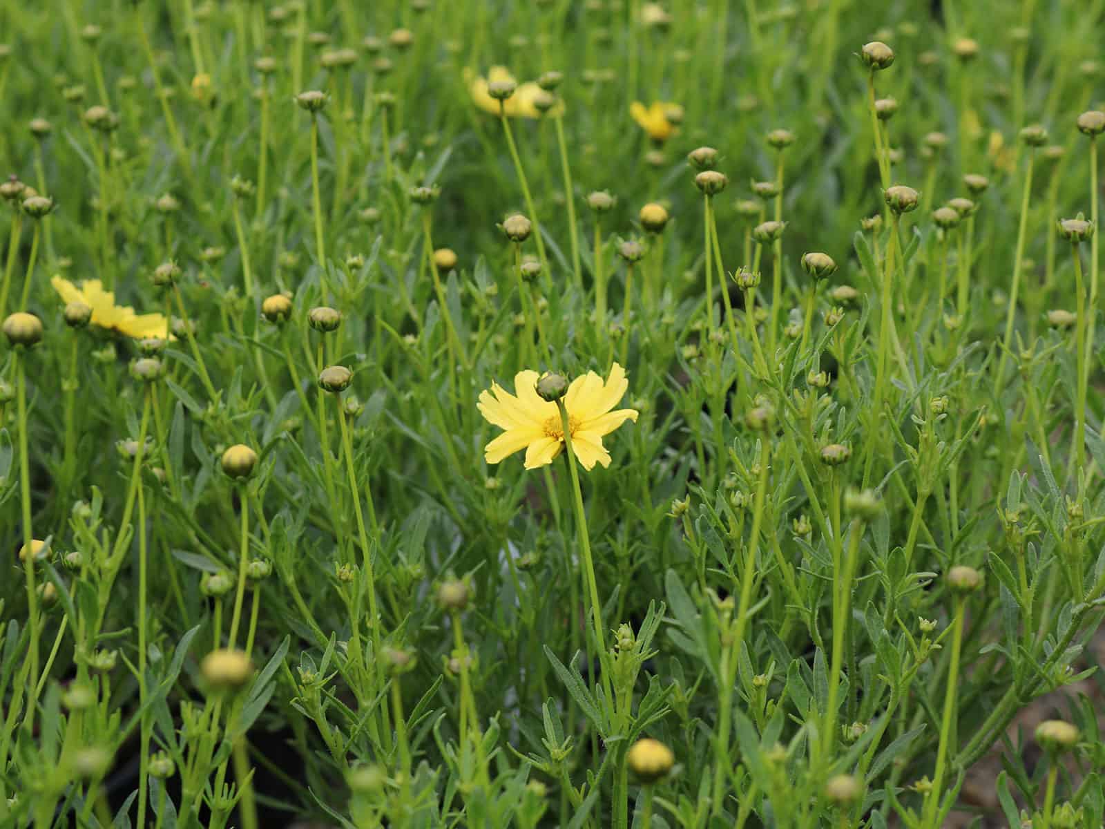 coreopsis-creme-brulee-leaf-detail