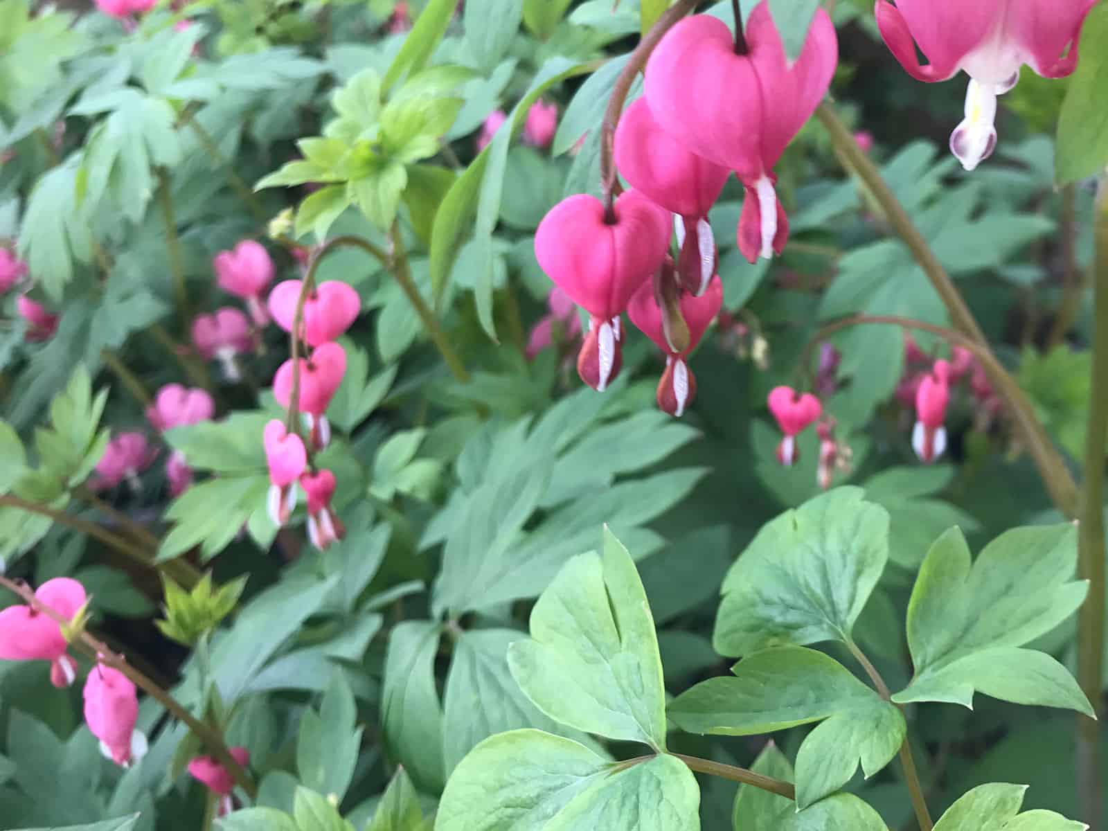 dicentra-spectabilis-leaf-detail