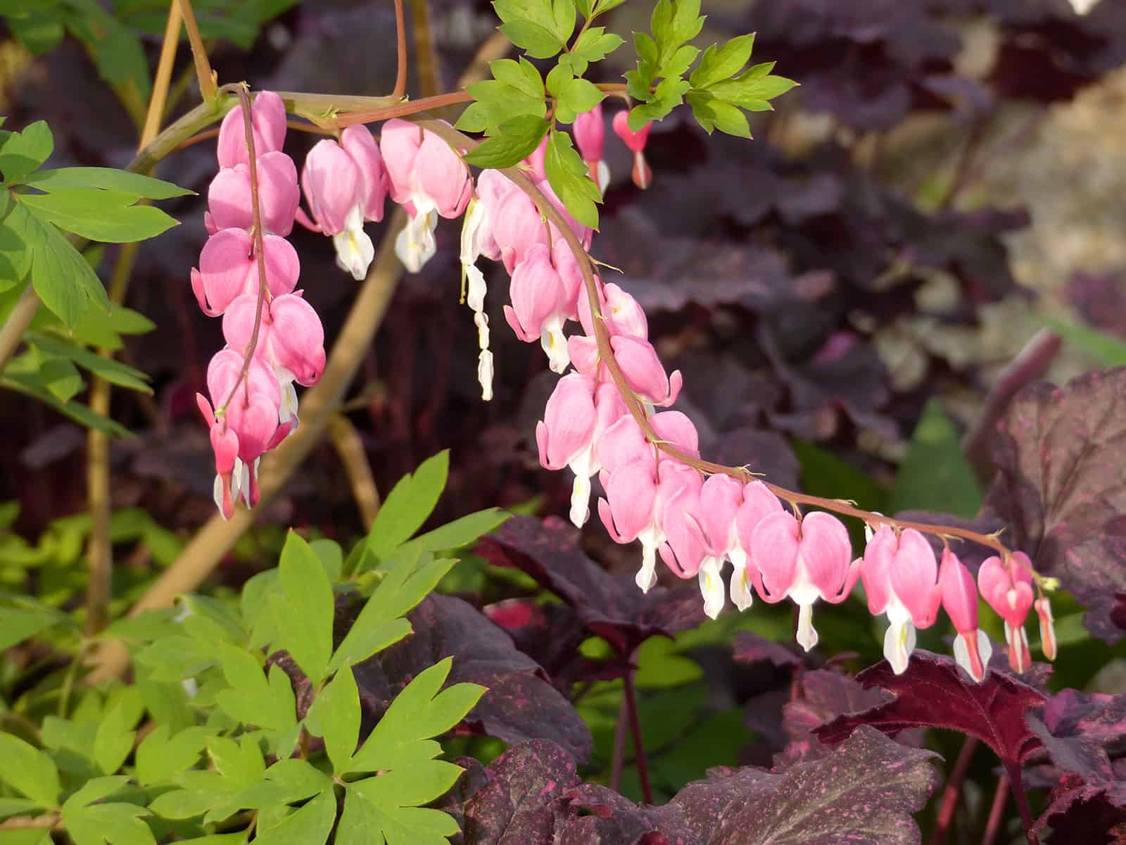 dicentra-spectablilis-flower-detail