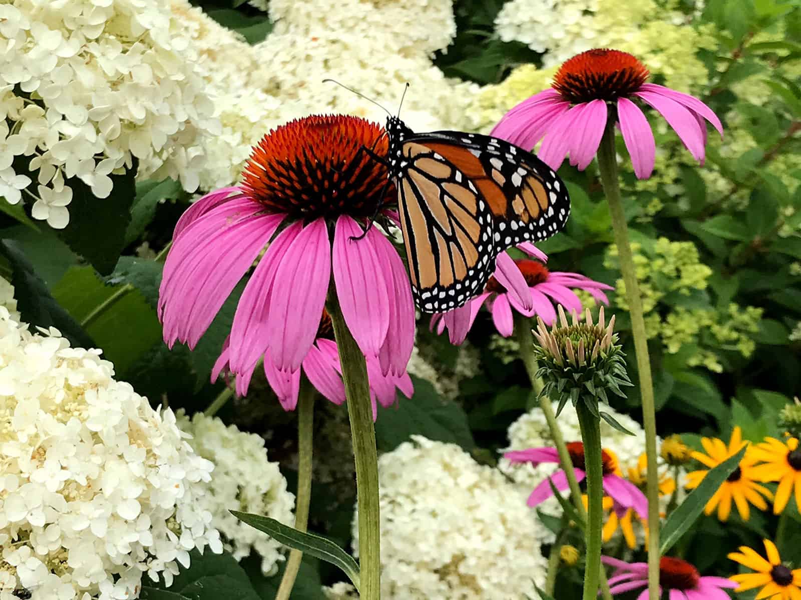 echinacea-magnus-flower-detail