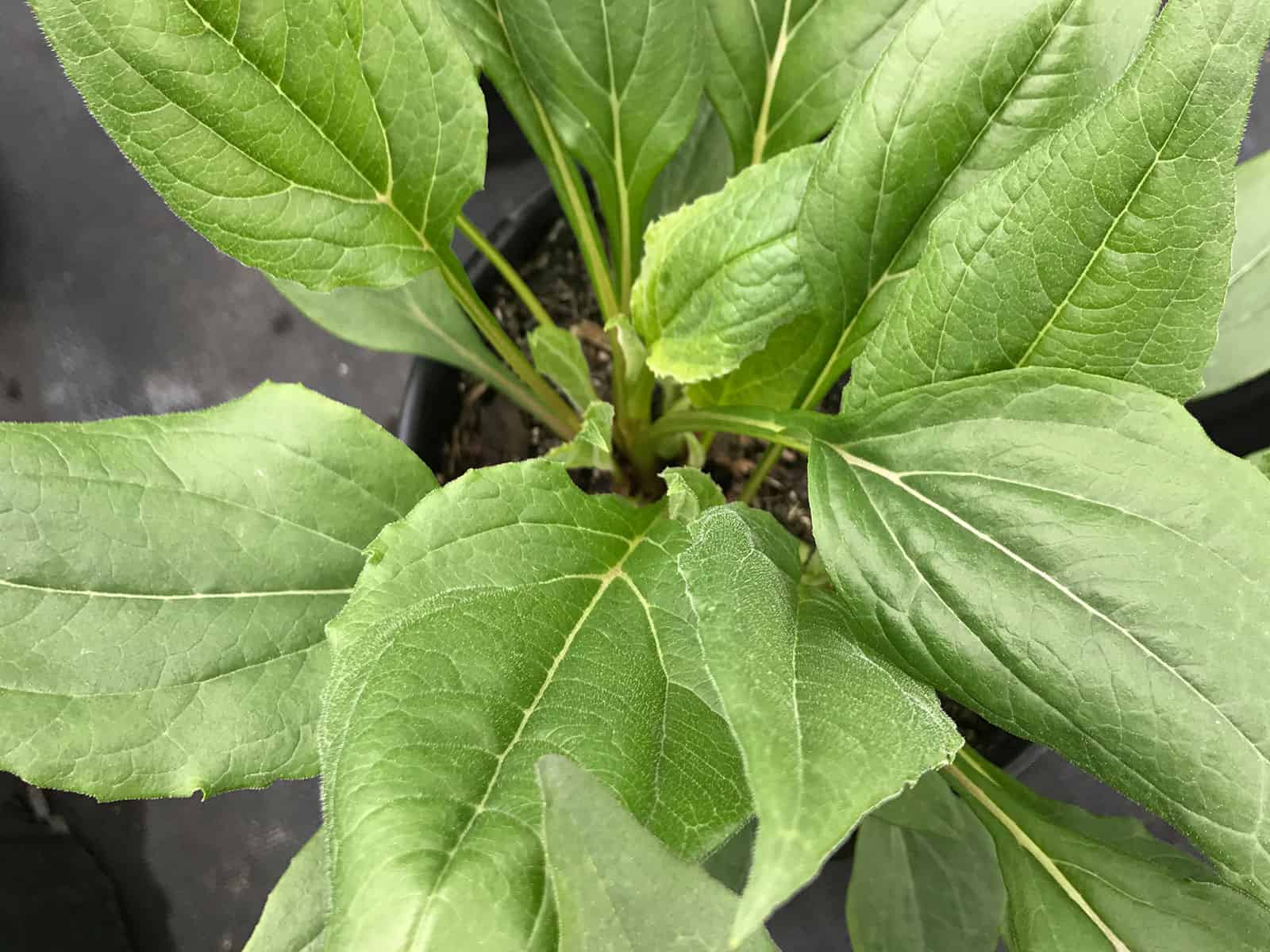 echinacea-magnus-leaf-detail