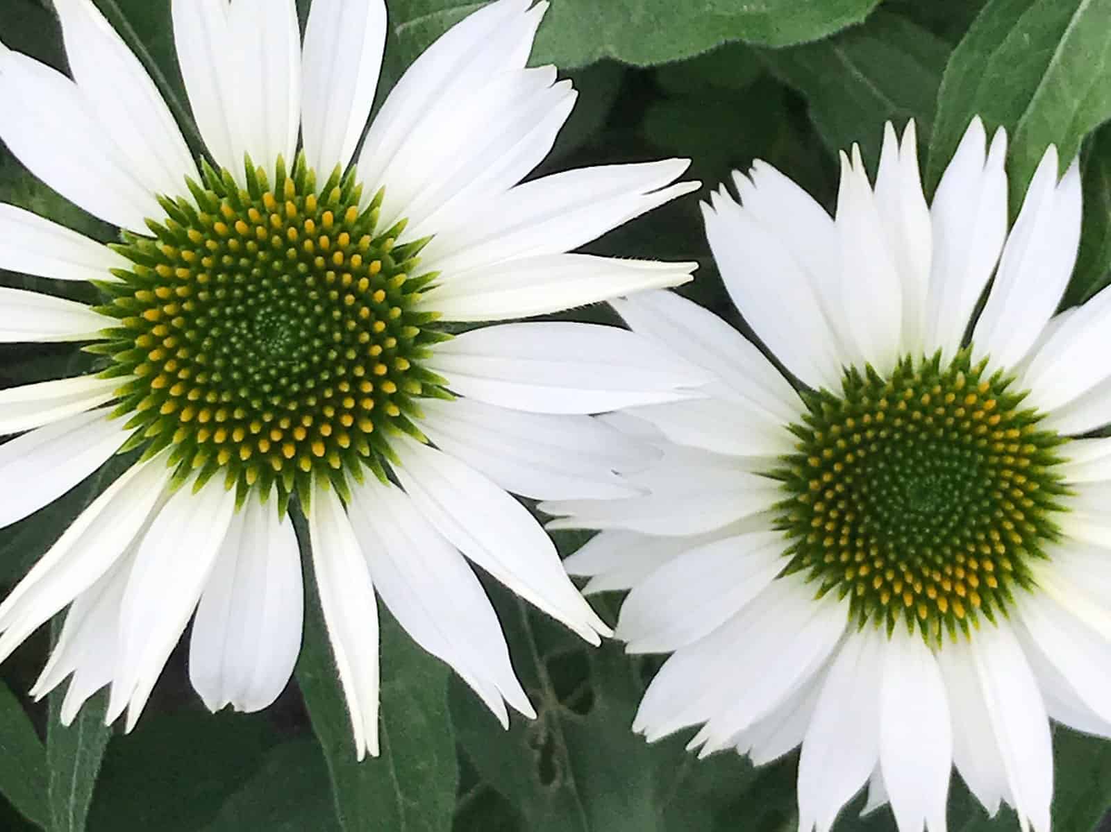 echinacea-pow-wow-white-flower-detail