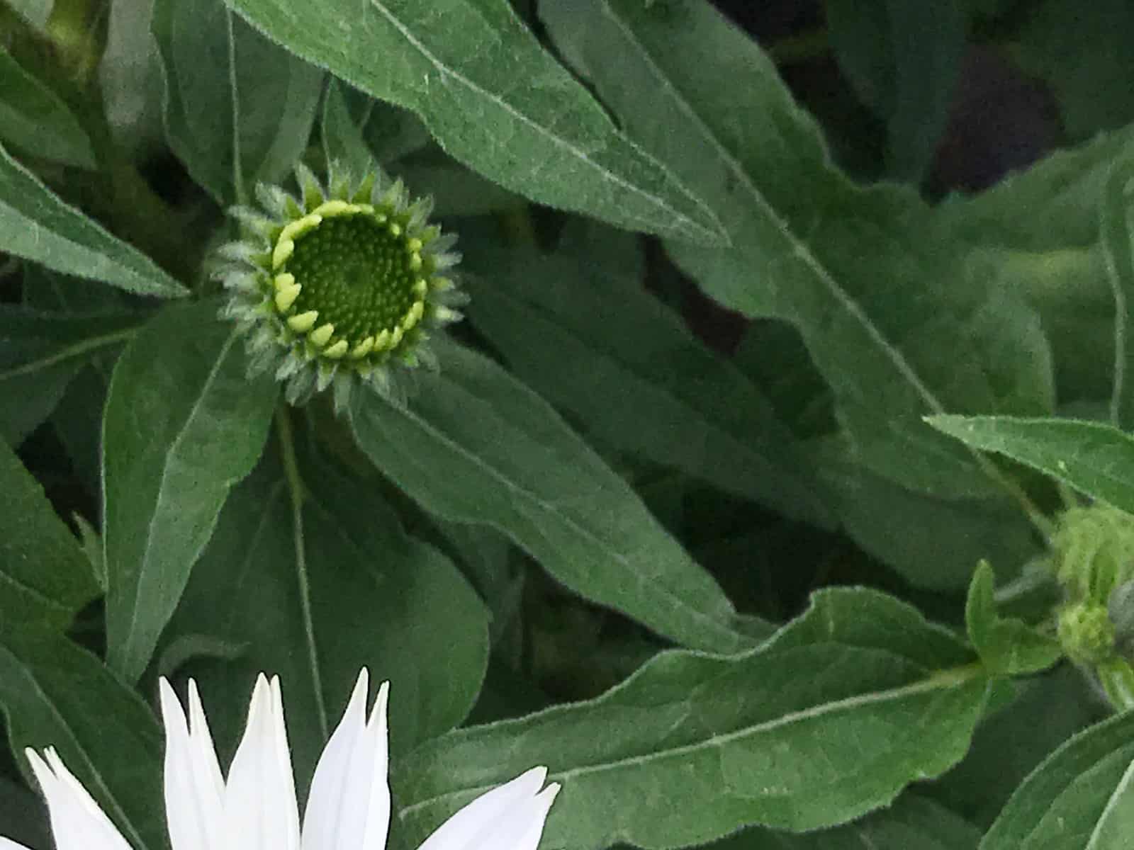 echinacea-pow-wow-white-leaf-detail