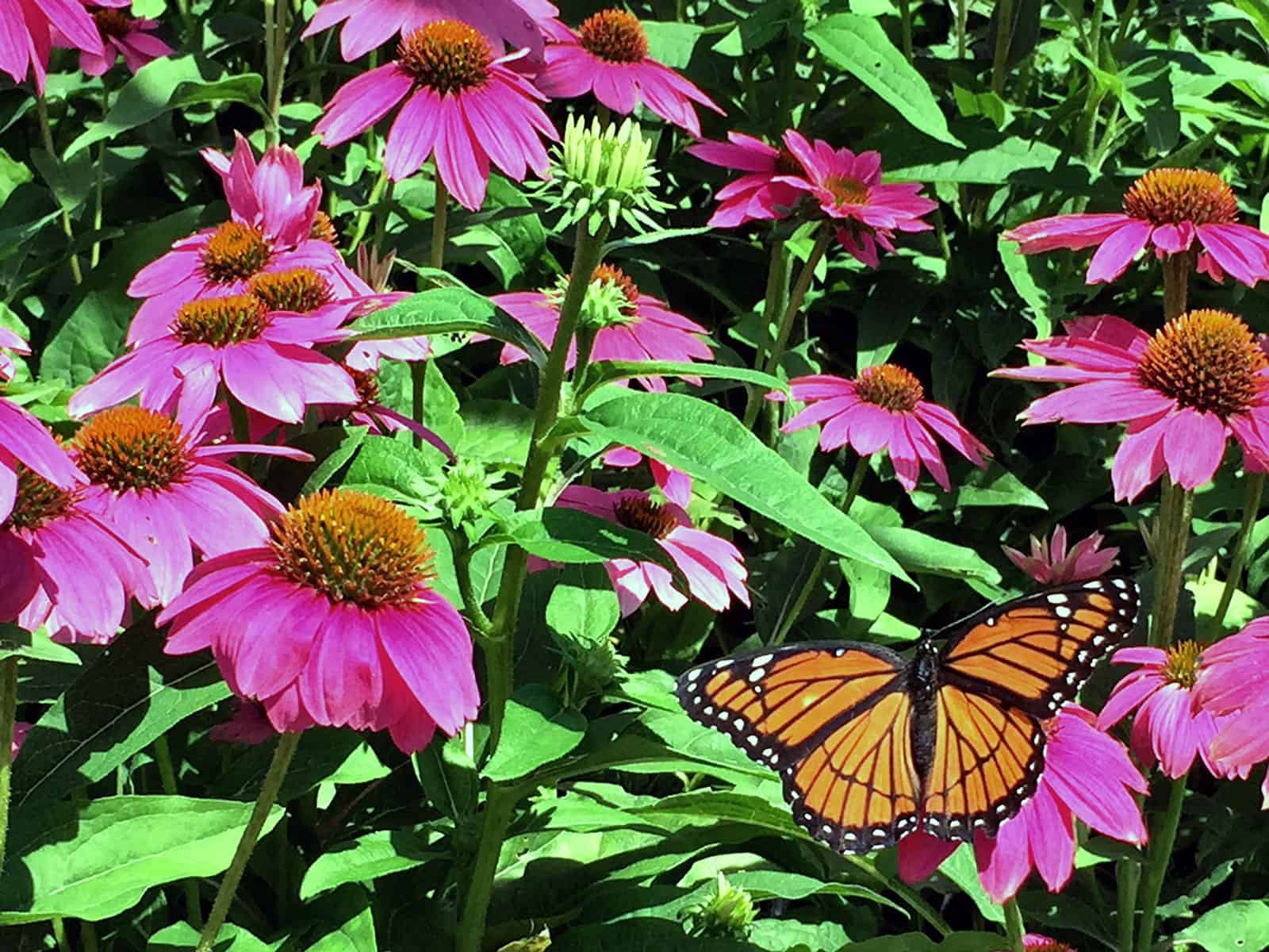 echinacea-pow-wow-wildberry-flower-detail