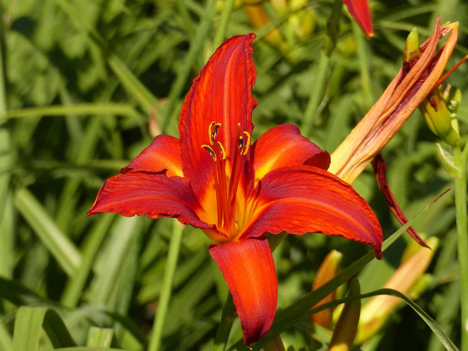 hemerocallis-chicago-fire-flower-detail