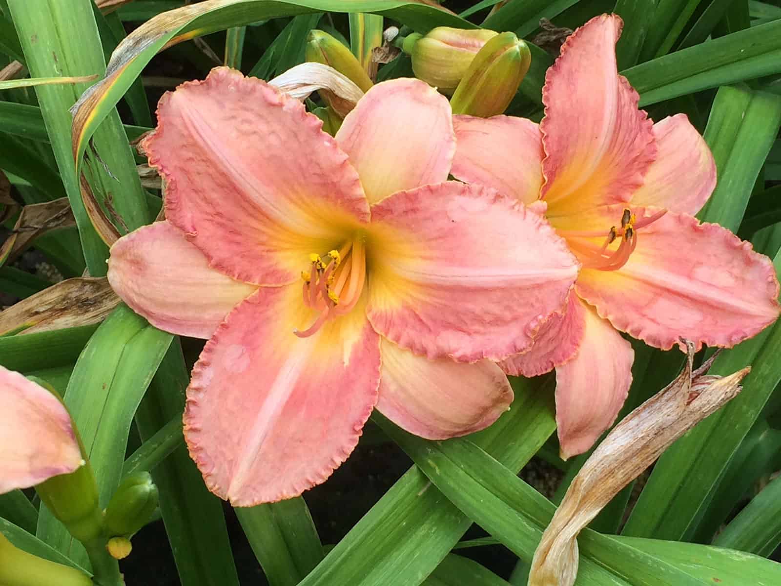 hemerocallis-chicago-peach-flower-detail