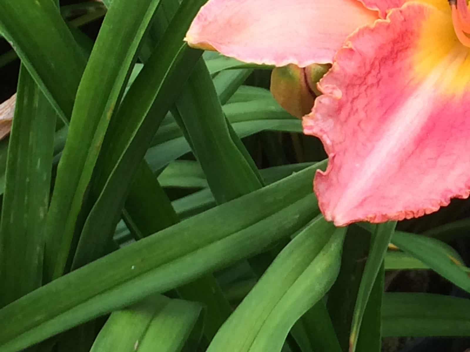 hemerocallis-chicago-peach-leaf-detail